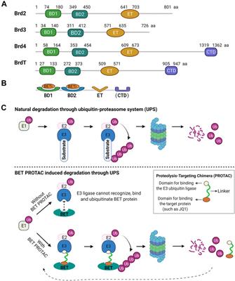 Role of BET Proteins in Inflammation and CNS Diseases